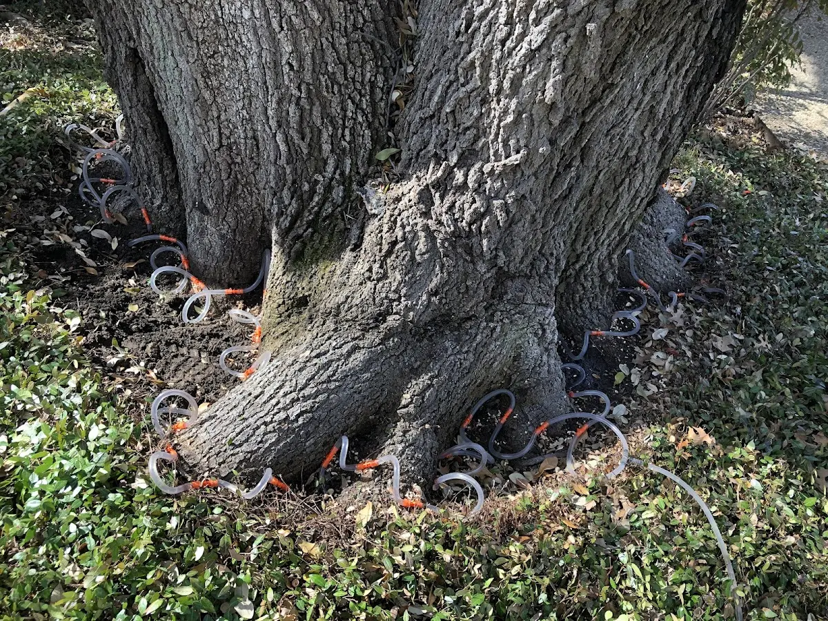 Detailed Tree Cabling and Bracing job site in Patagonia