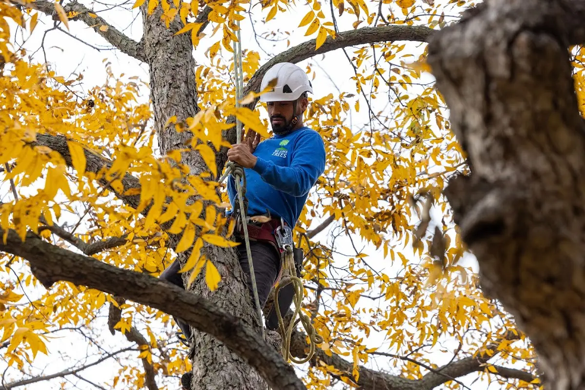Skilled Tree Planing crew working in Patagonia